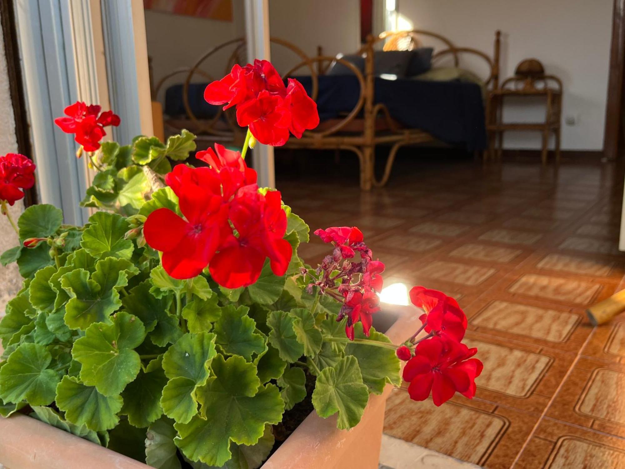شقة A Casa Di Mara مونديلّو المظهر الخارجي الصورة
